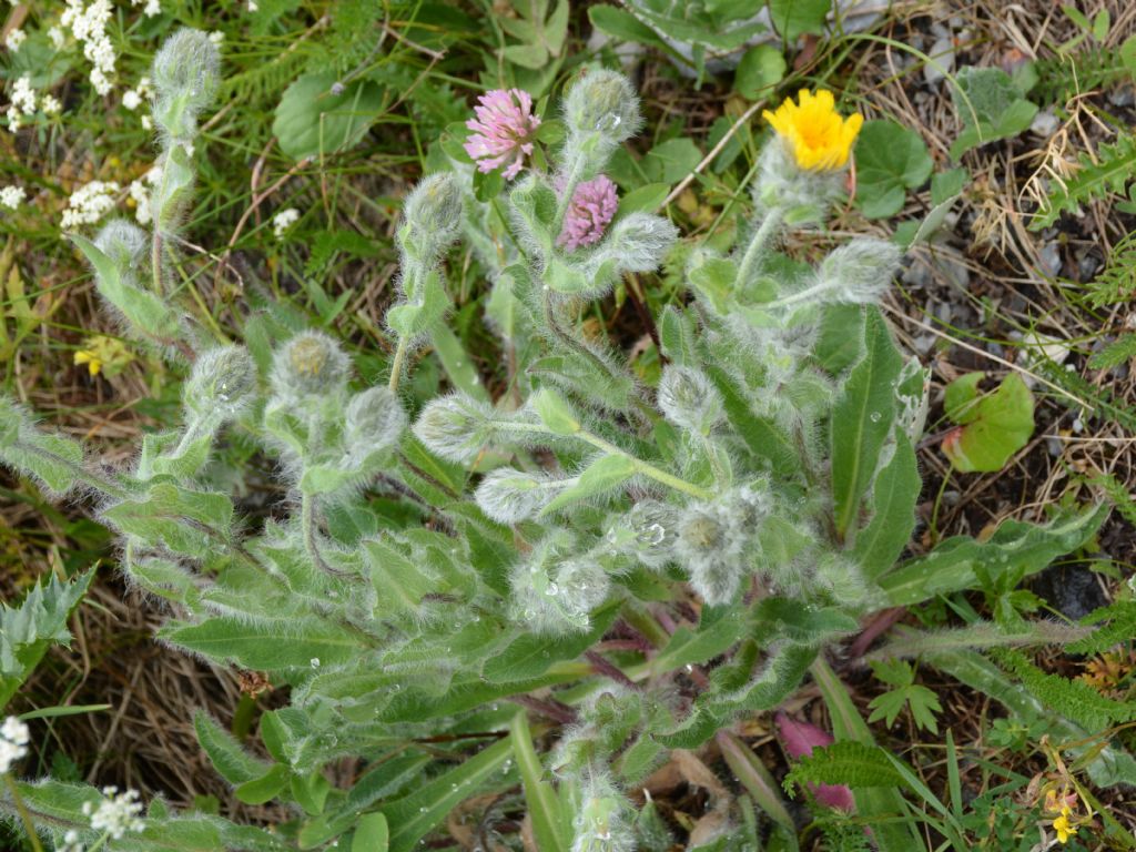 Hieracium villoso ?